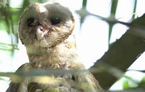 Burung Hantu Penjaga Rumah